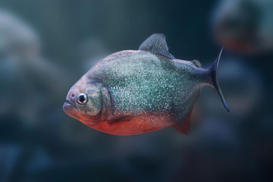 A close-up of a single piranha swimming underwater. The fish has a silver body with red coloring on its lower half and a slightly open mouth, set against a dark, blurry background.