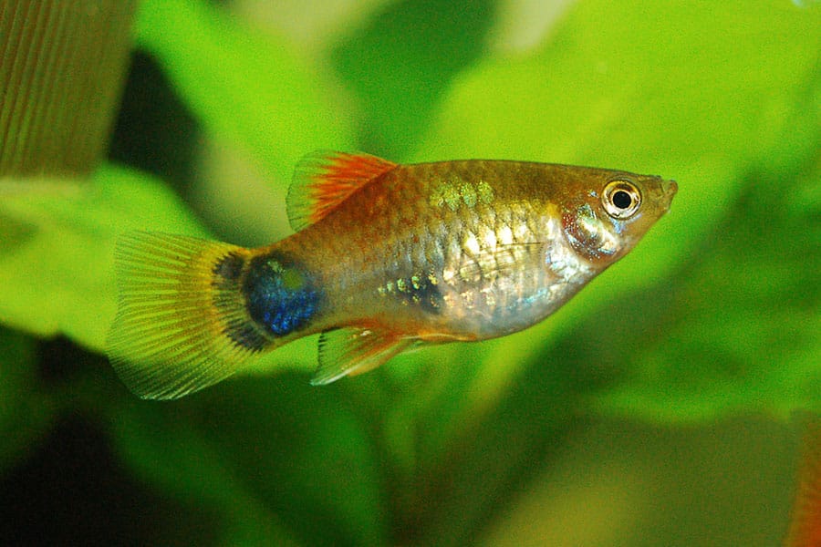 A close-up of a colorful platy fish swimming in an aquarium with green aquatic plants in the background. The fish has a yellow body with red, blue, and orange markings on its fins and body.