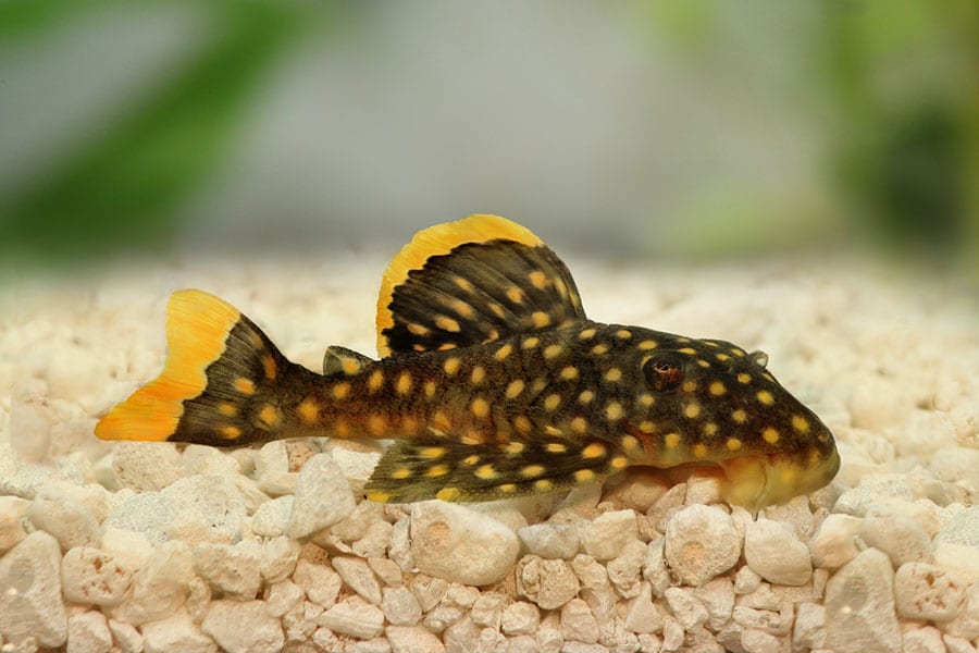 A yellow-tipped, dark brown fish with white spots rests on light gravel in an aquarium, with a blurred green background.