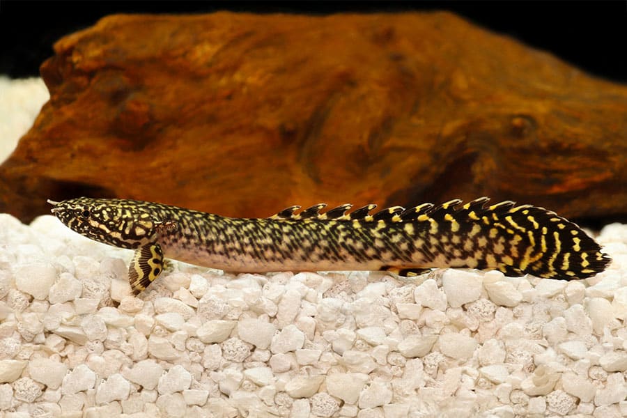 A bichir fish with dark, patterned scales and spiky dorsal fins rests on white gravel in an aquarium with a large brown rock in the background.