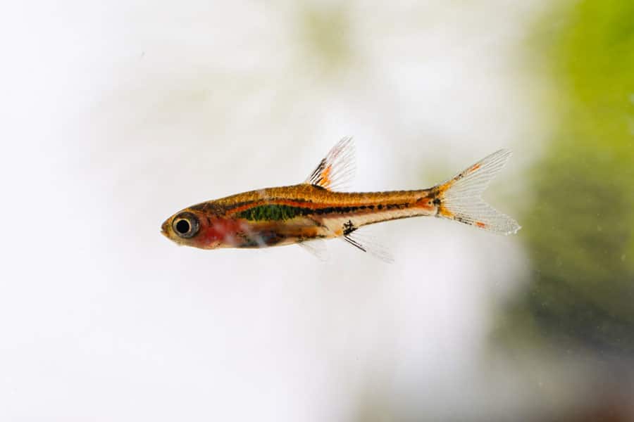A small, colorful fish with a transparent tail and orange and black markings swims in clear water against a blurred light background.