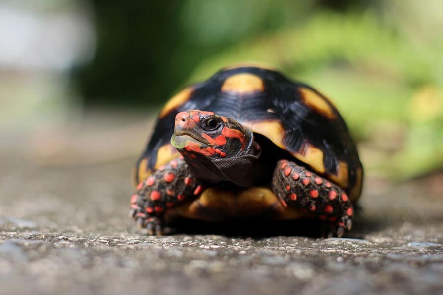 A close-up of a small tortoise with a black and yellow shell and red markings on its head and legs, sitting on a stone surface with blurred green foliage in the background. A close-up of a small tortoise with a black and yellow shell and red markings on its head and legs, sitting on a stone surface with blurred green foliage in the background.