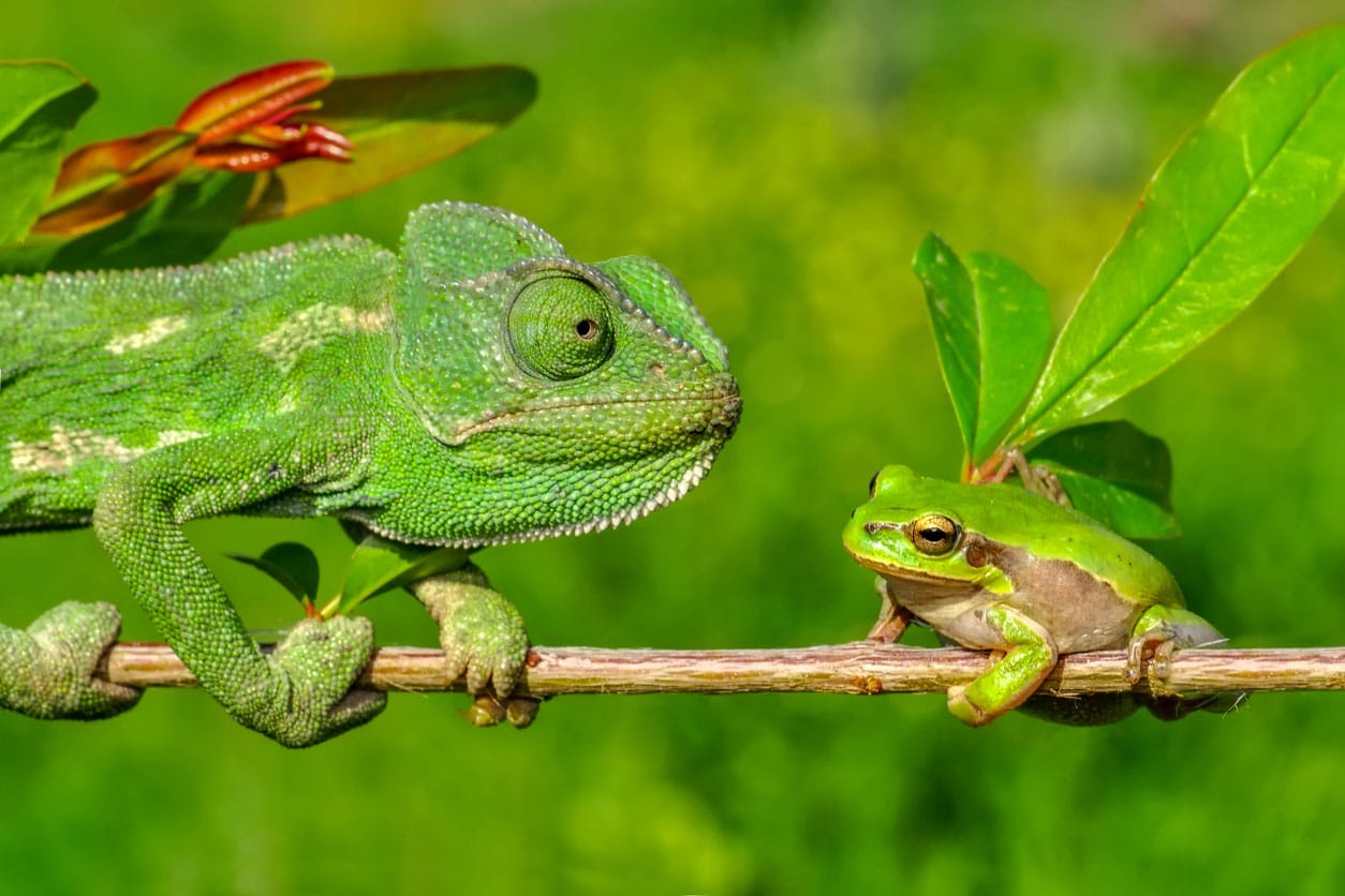 A green chameleon and a green tree frog, perfect examples of fascinating reptiles and amphibians that captivate pet owners, face each other while sitting on a branch, surrounded by green leaves and a blurred, vibrant green background.