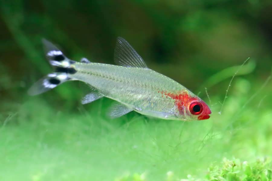 A small silver fish with a bright red head and red eyes swims in green water. Its tail fin has black and white bands.