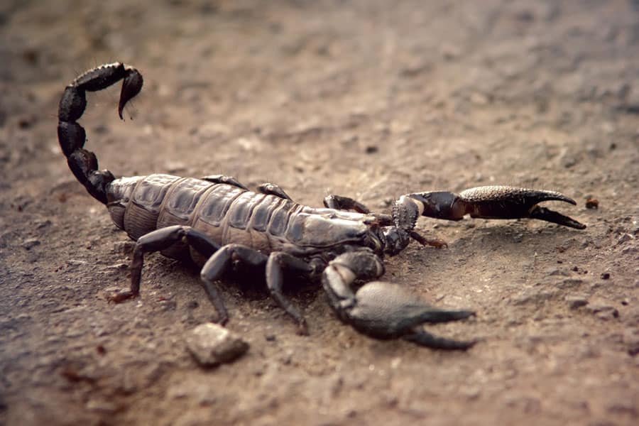 A close-up of a black scorpion, a fascinating invertebrate, walking on rough, brown ground. Its pincers and curved tail with a stinger are clearly visible.