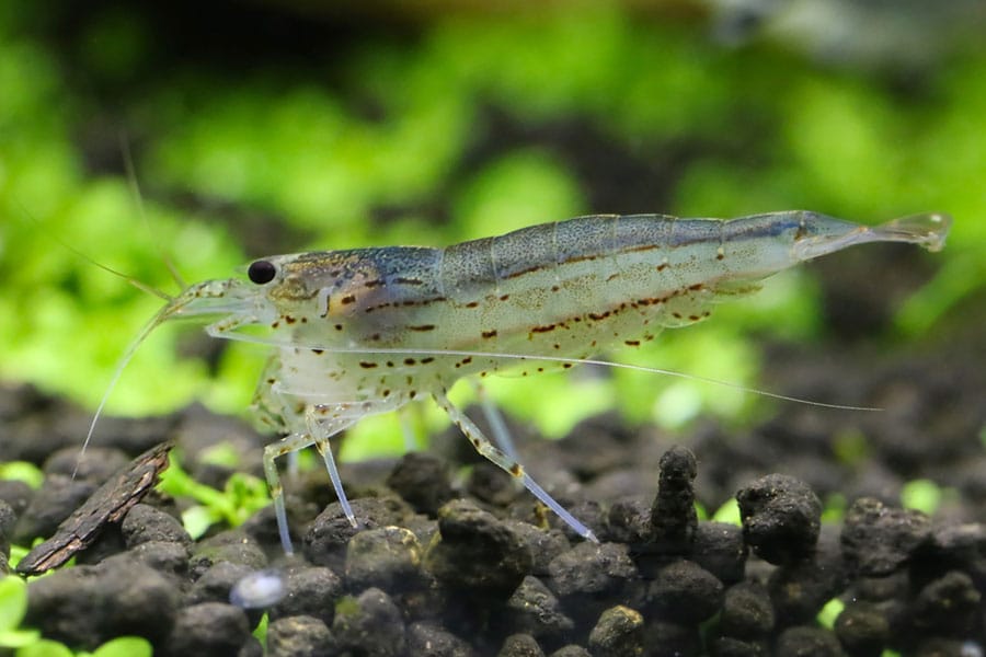 A close-up of a translucent shrimp with speckled markings standing on dark, rocky substrate, with green aquatic plants blurred in the background. A close-up of a translucent shrimp with speckled markings standing on dark, rocky substrate, with green aquatic plants blurred in the background.