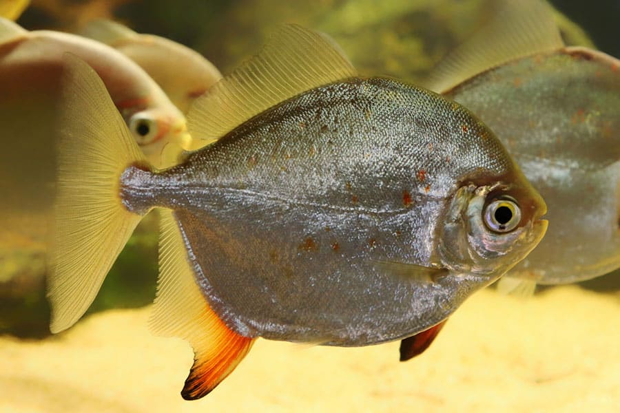 Silver fish with a round, flat body, orange-tipped fins, and a large eye swimming in an aquarium with other similar fish and a sandy bottom.
