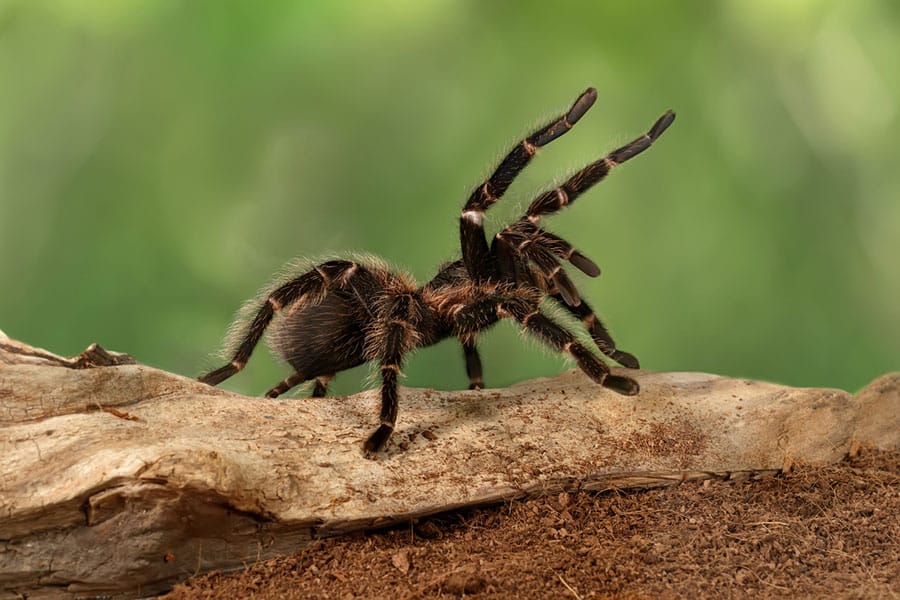 A large, hairy tarantula with raised legs—one of the most fascinating invertebrates—crawls on a piece of wood against a blurred green background.
