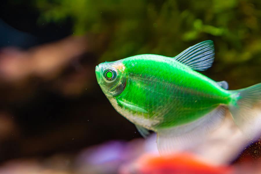 A close-up of a bright green fish swimming in an aquarium, with blurred plants and water in the background.