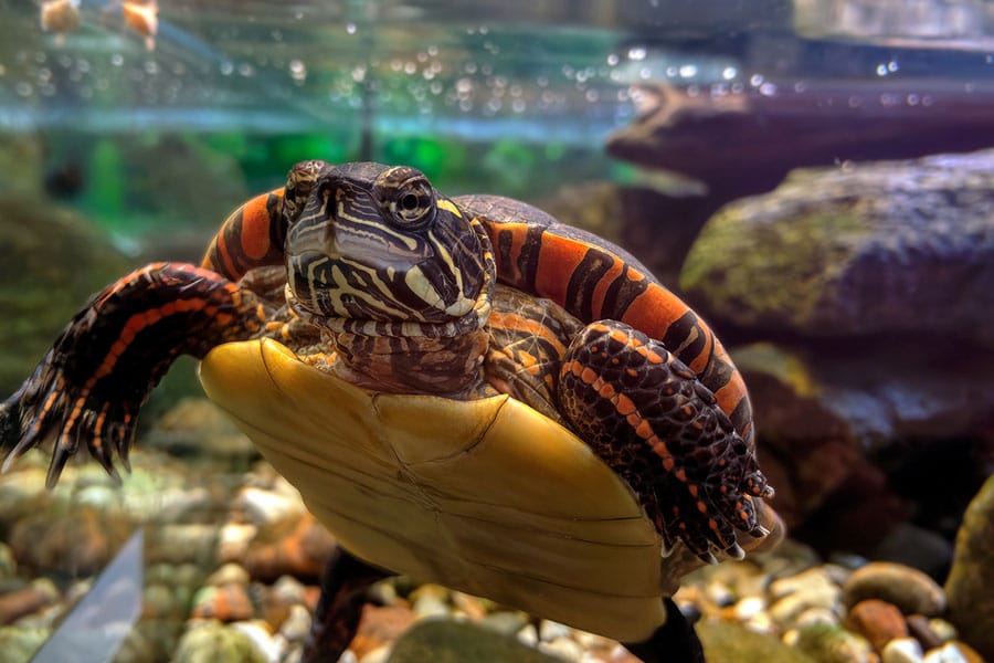 A close-up of an aquatic turtle swimming underwater, with colorful markings on its head and legs, and rocks visible in the background.