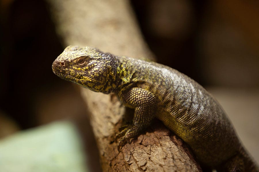 A close-up of a Uromastyx with textured, scaly skin in shades of brown and yellow, perched on a tree branch in a natural setting—an excellent example for anyone interested in Uromastyx care. A close-up of a Uromastyx with textured, scaly skin in shades of brown and yellow, perched on a tree branch in a natural setting—an excellent example for anyone interested in Uromastyx care.