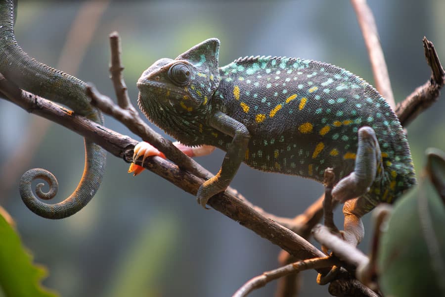 A colorful chameleon with green, yellow, and blue spots rests on a brown branch. Its curled tail and textured skin are visible, with blurred greenery in the backgroundâcreating a vibrant scene reminiscent of those highlighted in any detailed turtle care guide for aquatic turtles.