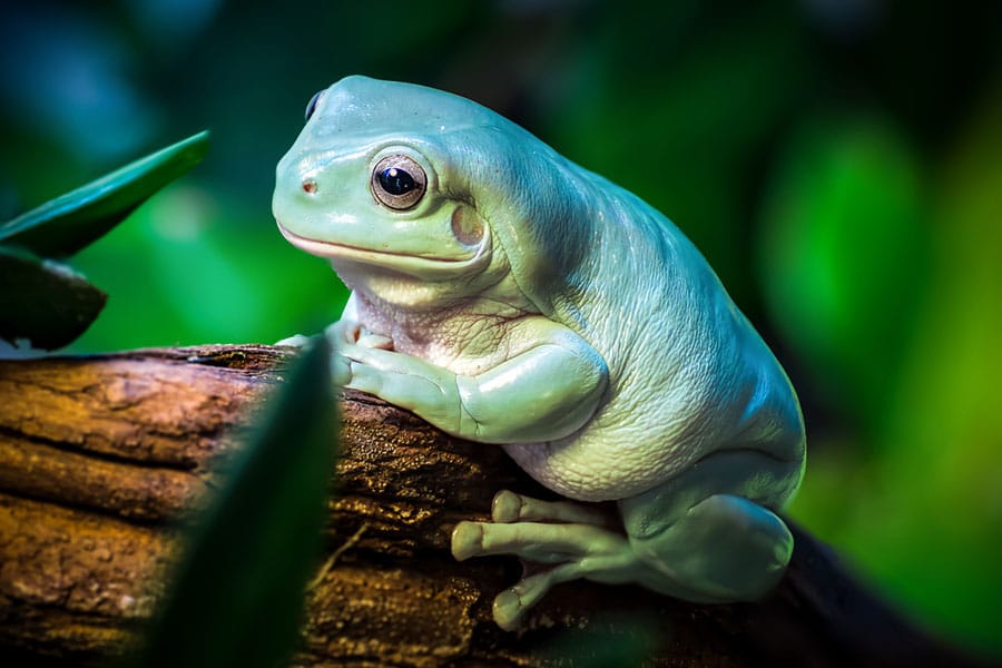 A close-up of a plump, light green Whites Tree Frog with smooth skin sitting on a brown branch, surrounded by green foliage in a natural, lush environment.