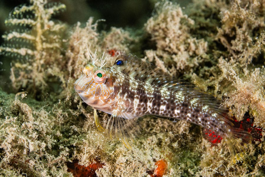 A small, spotted saltwater fish with green eyes and white head fronds rests among brown, algae-covered rocks on the ocean floor—an intriguing addition to any marine aquarium.