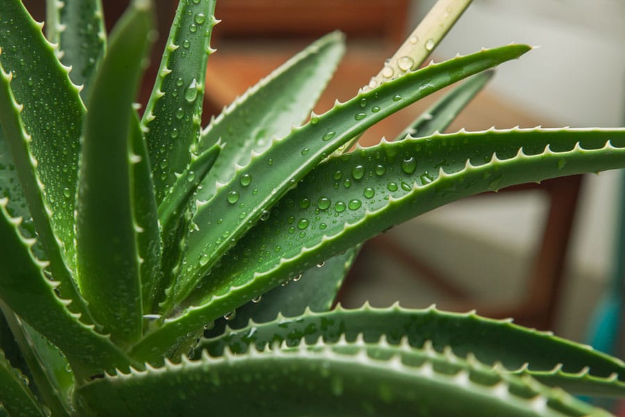 Close-up of an aloe vera plant with thick, spiky green leaves covered in water droplets, highlighting the natural bioactives found in plants. The scene is set indoors with blurred background furniture visible. Close-up of an aloe vera plant with thick, spiky green leaves covered in water droplets, highlighting the natural bioactives found in plants. The scene is set indoors with blurred background furniture visible.