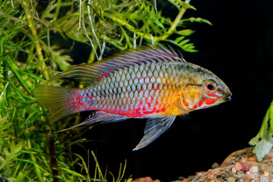 A colorful freshwater fish with red, yellow, and blue scales swims near green aquatic plants in an aquarium.