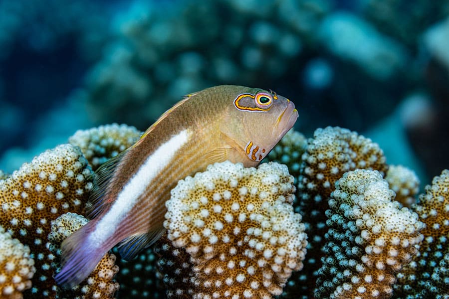 A small brown saltwater fish with a white stripe and colorful markings around its eye rests on a cluster of white-tipped coral underwater, making it a striking addition to any marine aquarium.