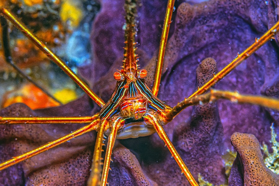 A close-up of a yellow and orange arrow crab with long, thin legs and red eyes, set against a background of vibrant purple coral underwater—an eye-catching addition often seen among marine fish in a well-kept saltwater aquarium.