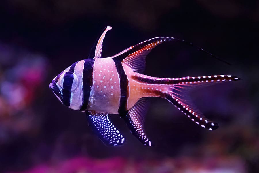 A Banggai cardinalfish, a popular pet saltwater fish, with black vertical stripes, white spots, and long, elegant fins swims in a dark, blurry underwater environment.