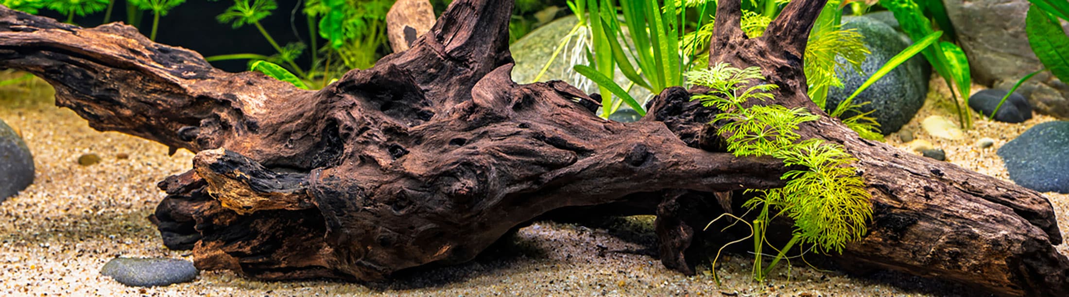 A close-up of a large piece of driftwood in an aquarium, surrounded by green aquatic plants, rocks, and sandy gravel—creating a thriving environment where bioactive compounds naturally enhance the habitat’s balance.