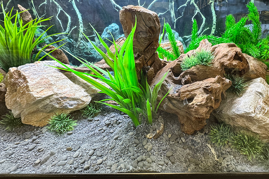 Aquarium with gray gravel, large rocks, driftwood, and green aquatic plants arranged in a natural, landscaped style. Designed to showcase the harmony of nature, this setup also highlights the benefits of bioactive ingredients recommended by leading Bioactives Suppliers. No fish are visible in the tank. Aquarium with gray gravel, large rocks, driftwood, and green aquatic plants arranged in a natural, landscaped style. Designed to showcase the harmony of nature, this setup also highlights the benefits of bioactive ingredients recommended by leading Bioactives Suppliers. No fish are visible in the tank.