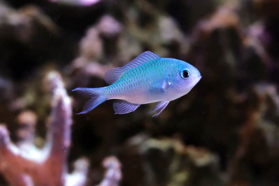 A small, blue-green pet saltwater fish swims near coral in an aquarium with a blurred, dark background.