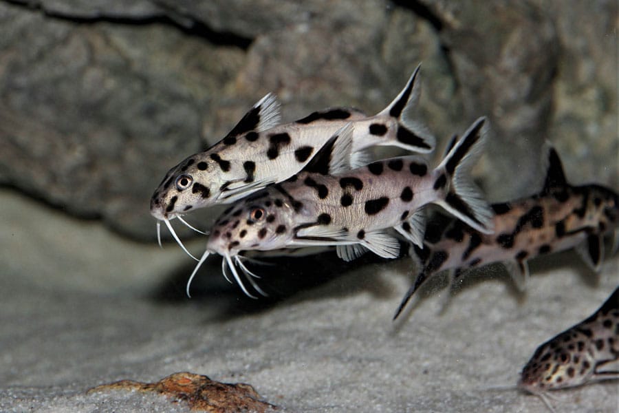 Three spotted catfish, a captivating type of freshwater fish, swim near the sandy bottom of an aquarium with a rocky background. Their bodies are pale with dark spots and long white whiskers.