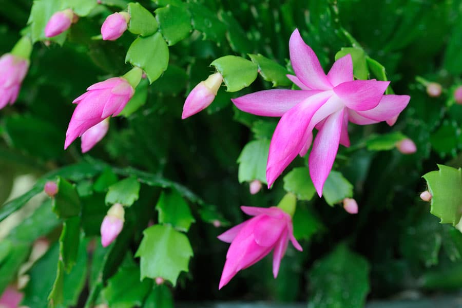 Bright pink Christmas cactus flowers bloom among green, serrated leaves, creating a lively display reminiscent of vibrant bioactive plants. Several buds are visible, showing various stages of blooming. The overall look is fresh and dynamic, echoing the vitality often found in thriving bioactive environments. Bright pink Christmas cactus flowers bloom among green, serrated leaves, creating a lively display reminiscent of vibrant bioactive plants. Several buds are visible, showing various stages of blooming. The overall look is fresh and dynamic, echoing the vitality often found in thriving bioactive environments.