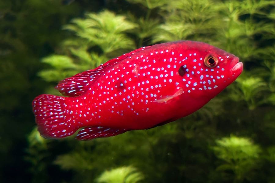 A bright red freshwater aquarium fish with light blue spots swimming in an aquarium, with green aquatic plants blurred in the background.