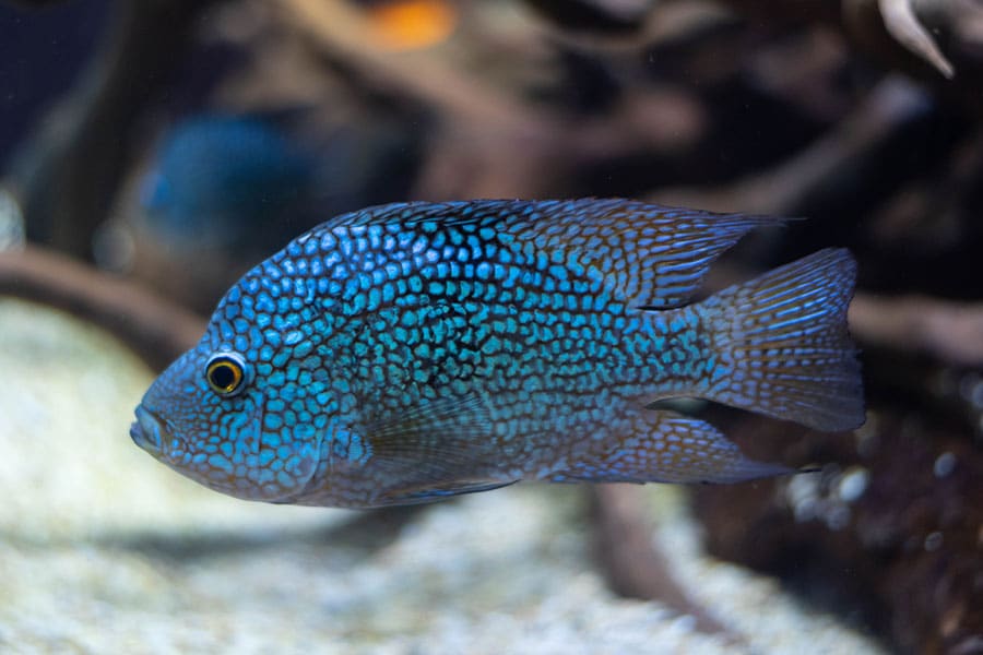 A close-up photo of a blue freshwater fish with black, iridescent spots swimming in an aquarium with a blurred background of rocks and plants.