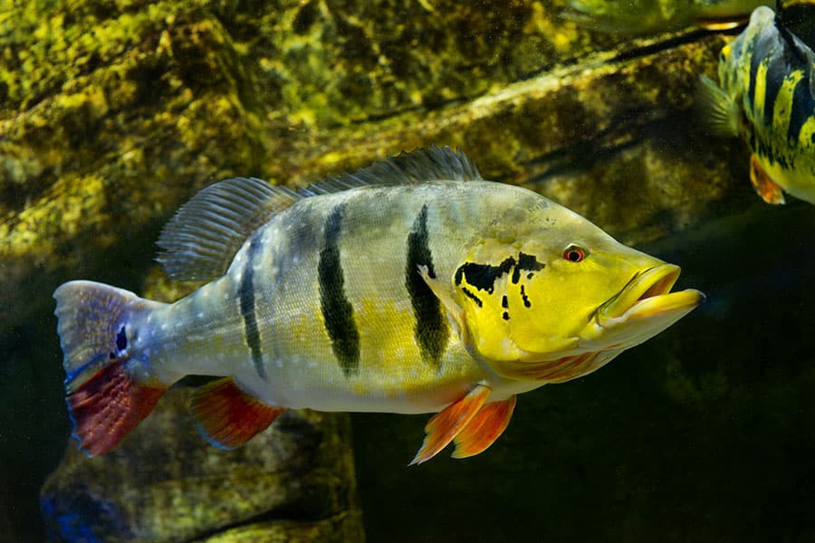 A colorful freshwater fish with a yellow and green body, black vertical stripes, and orange fins swims underwater near a rocky surface.