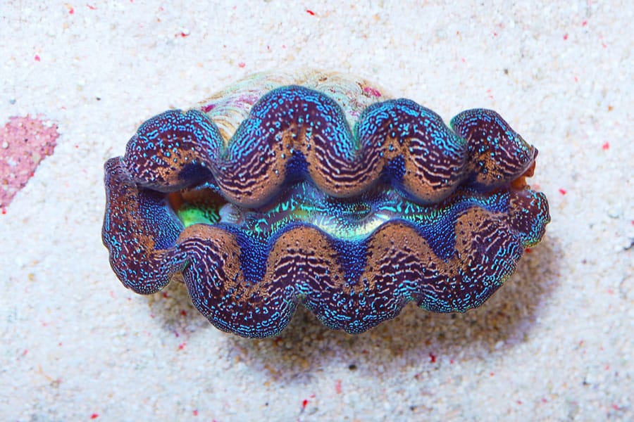 A vibrant blue and brown giant clam rests on the sandy ocean floor of a marine aquarium, its wavy edges and iridescent patterns clearly visible among colorful saltwater fish.