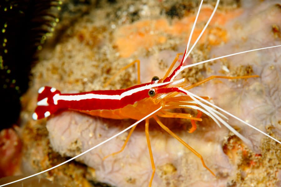 A close-up of a red and white striped cleaner shrimp with long white antennae, sitting on a rocky, coral surface underwater—an eye-catching addition often found in saltwater fish aquariums.