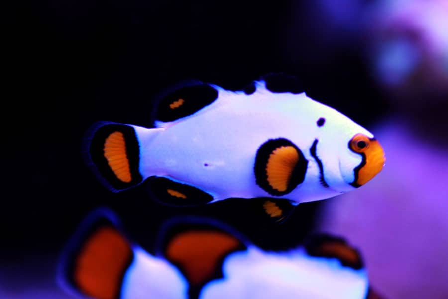A close-up of a white clownfish with black and orange markings, a popular pet saltwater fish, swimming against a dark, blurred background.