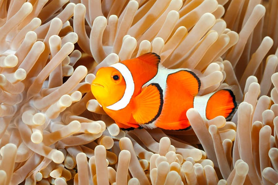 An orange-and-white clownfish, a popular saltwater fish in many aquariums, swims among the pale, tentacle-like arms of a sea anemone underwater.