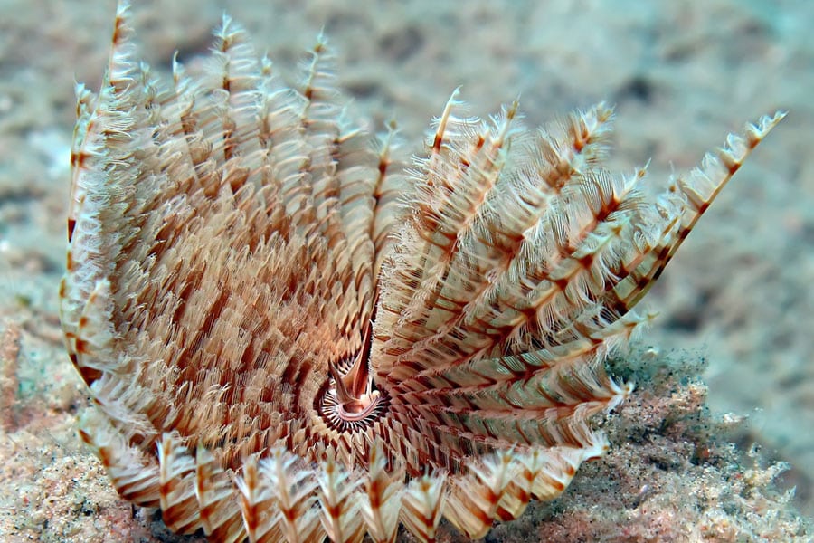 A close-up underwater photo of a spiral-shaped, feathery marine worm with striped, fan-like appendages extending from a central point, resting on the sandy ocean floor—a fascinating addition to any pet saltwater fish aquarium.