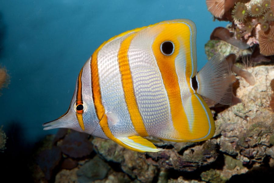 A colorful butterflyfish, popular as an aquarium fish, displays yellow, white, and orange stripes as it swims near coral in clear blue water.