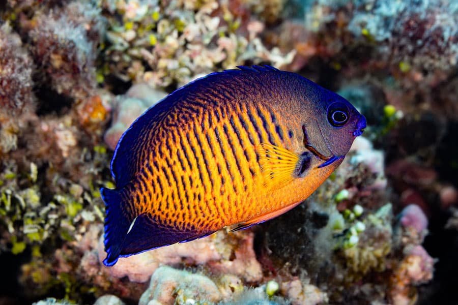 A vibrant orange and blue angelfish, a popular pet saltwater fish, swims near a coral reef, displaying bold stripes and a rounded fin against a blurred underwater background.
