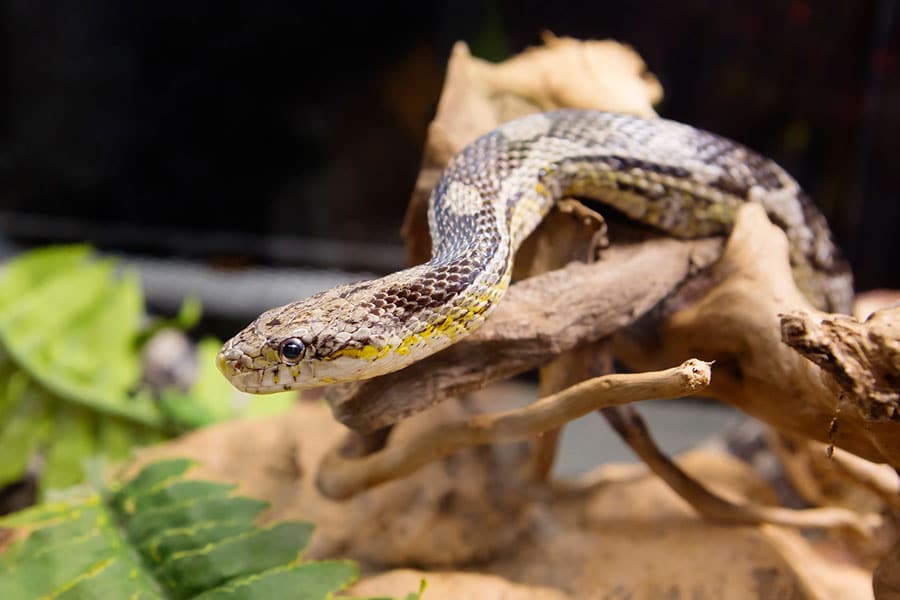 A gray and yellow snake rests on a twisted tree branch, surrounded by green leaves and natural elements in its habitat.
