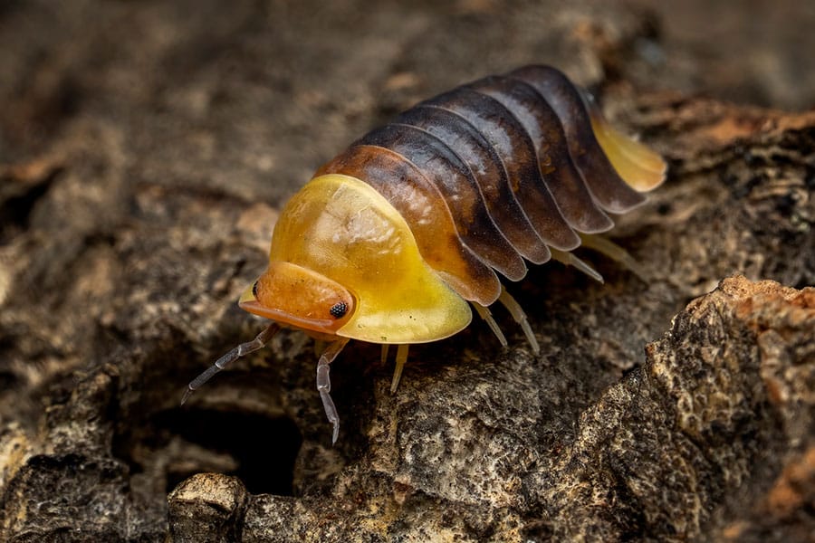 A close-up of a yellow and brown pill bug, also known as a woodlouse, crawling on rough, textured bark—a fascinating example of how small animals interact with their environment and the surrounding plants.