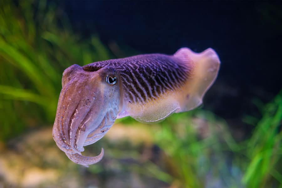 A purple cuttlefish swims underwater with green plants in the background, making it a captivating addition to any saltwater aquarium fish collection.