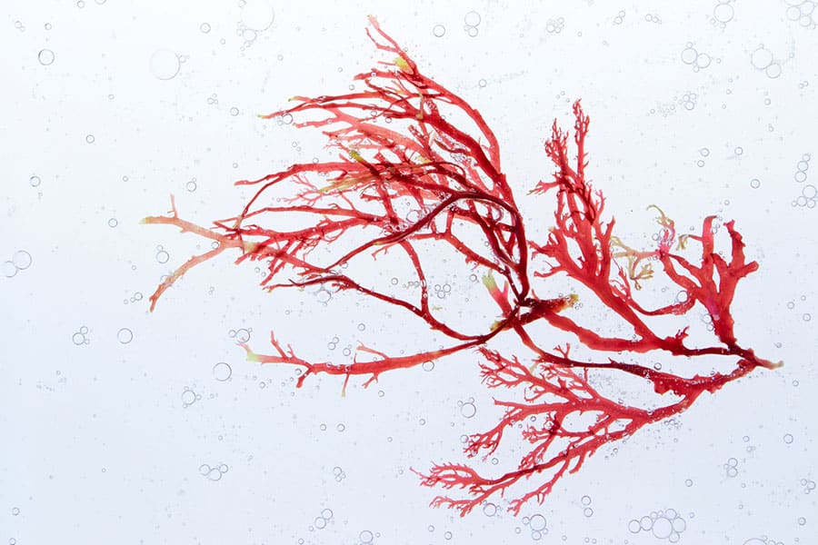 A red seaweed branch with thin, branching fronds floats against a white background with small bubbles scattered around—an enchanting underwater scene reminiscent of the vibrant habitats enjoyed by pet saltwater fish.
