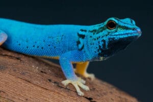 A close-up of an Electric Blue Day Gecko with striking black markings perched on a brown branch, set against a dark background—perfect for anyone interested in gecko care or seeking inspiration for their next care guide.