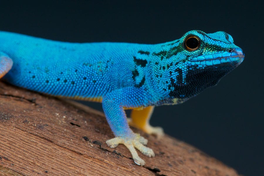 A close-up of an Electric Blue Day Gecko with striking black markings perched on a brown branch, set against a dark backgroundâperfect for anyone interested in gecko care or seeking inspiration for their next care guide.