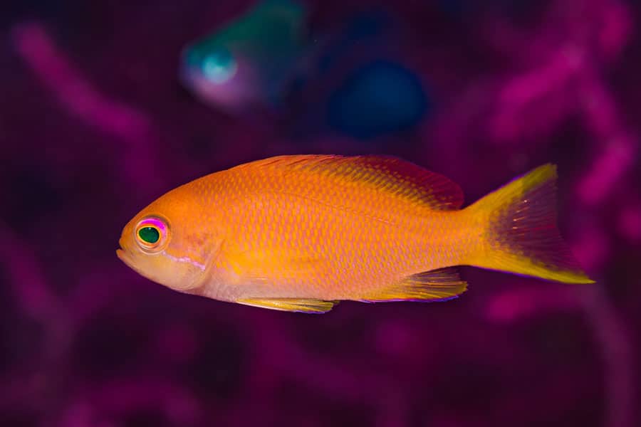 A bright orange saltwater fish with yellow fins swims against a blurred purple background, with a faint blue fish visible in the distance—an ideal centerpiece for any marine aquarium.