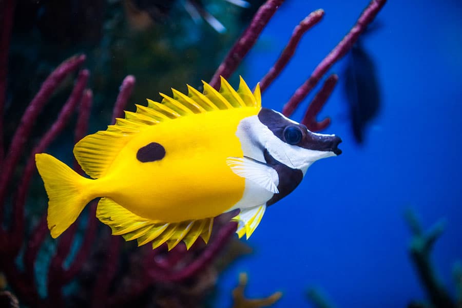 A bright yellow aquarium fish with spiky fins, a black spot on its side, and a white-and-black face swims in front of red coral branches against a blue background.