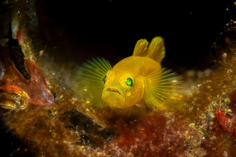 A small, bright yellow pet saltwater fish with vibrant green eyes and translucent fins swims amid underwater plants, illuminated against a dark background.