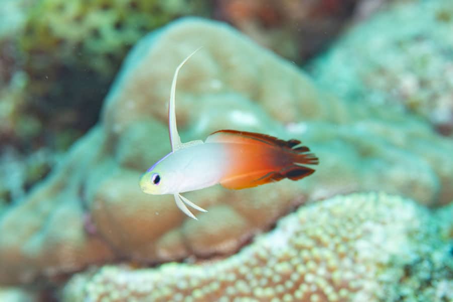 A small firefish with a white body and bright orange tail swims near a coral reef, making it a striking choice for any saltwater fish enthusiast’s marine aquarium. Blurred coral and marine life enhance the beauty of this popular pet fish in the background.