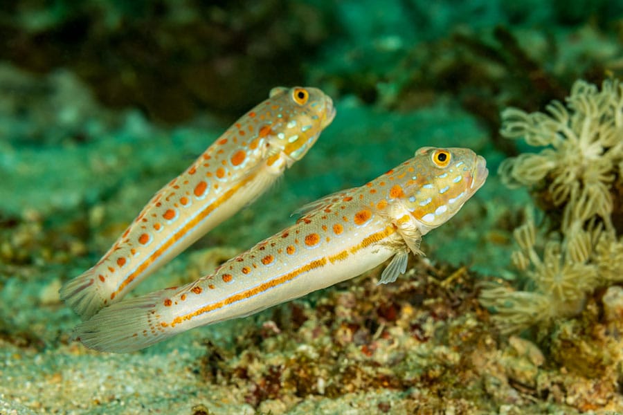 Two orange-spotted sand gobies, popular pet saltwater fish, swim close to the sandy ocean floor, surrounded by greenish water and blurred marine plants in the background.