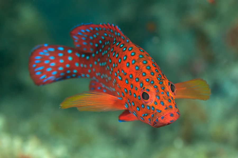 A close-up of a bright orange saltwater fish with blue spots and yellow fins swimming underwater against a blurred green background, perfect for any aquarium or pet fish enthusiast.